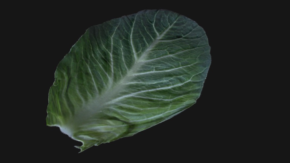 Cabbage Leaf preview image 1